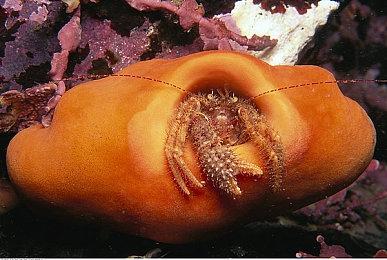 《天空与无垢的6机》Steam页面上线 机师构建养成