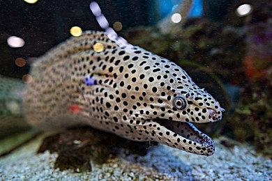 《鸣潮》PS5版国际服正式上线 玩家评分高达4.8